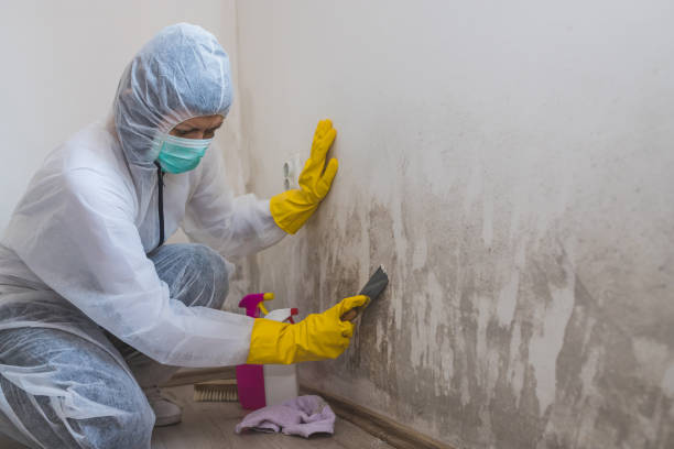Attic Mold Removal in Fairfax, MN