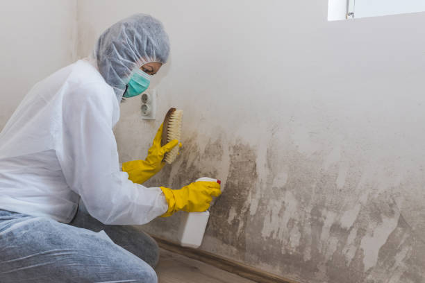 Best Professional Mold Removal  in Fairfax, MN
