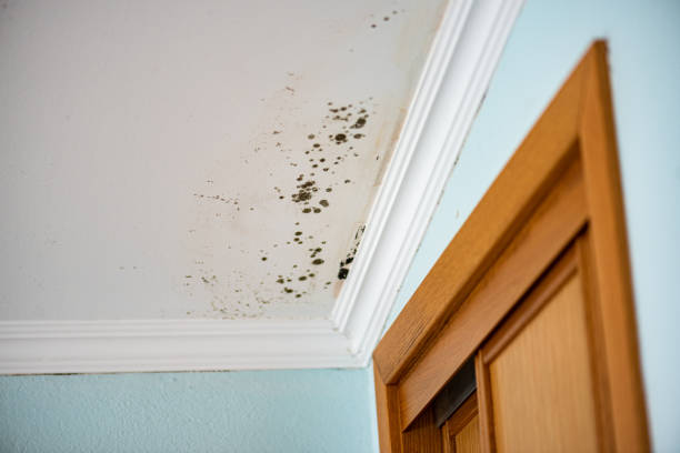 Best Best Mold Removal Companies  in Fairfax, MN