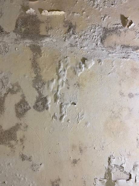 Best Mold Remediation Experts  in Fairfax, MN