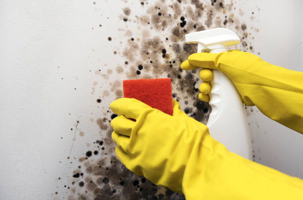 Best Toxic Mold Removal  in Fairfax, MN