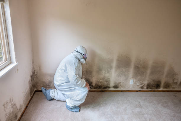 Best Residential Mold Removal  in Fairfax, MN