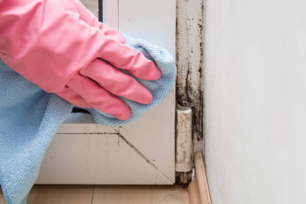 Professional Mold Removal in Fairfax, MN